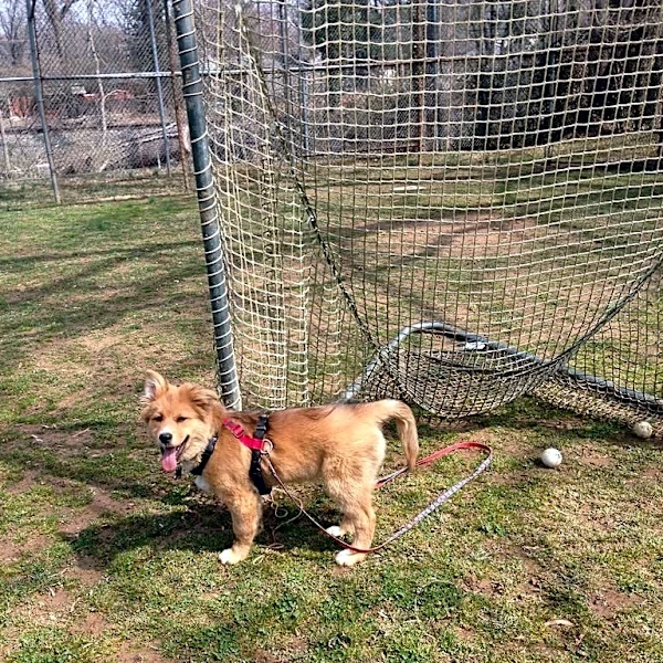 Our dog is turning 10. How much would I spend to extend his life?