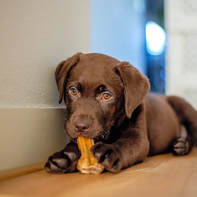 Why is chocolate bad for dogs? Veterinarian breaks down what happens