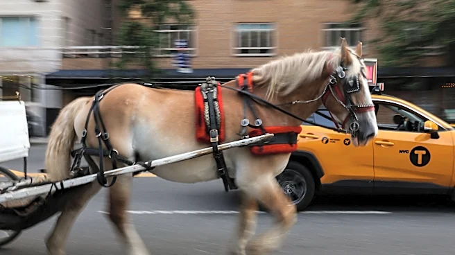 Neigh-sayers are wrong about NYC's horse carriage ban | Opinion