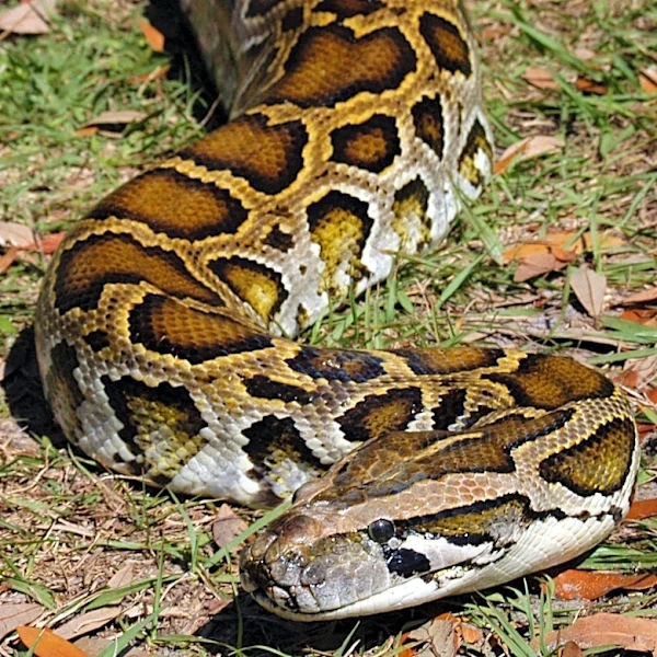 New tool intends to help python hunters. How much can they make?