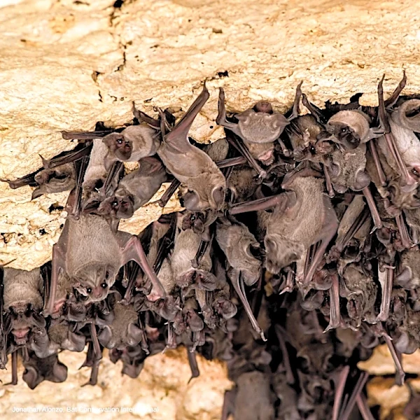 Bats help support California’s ecosystems and agriculture