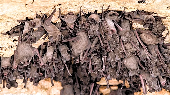 Bats help support California’s ecosystems and agriculture
