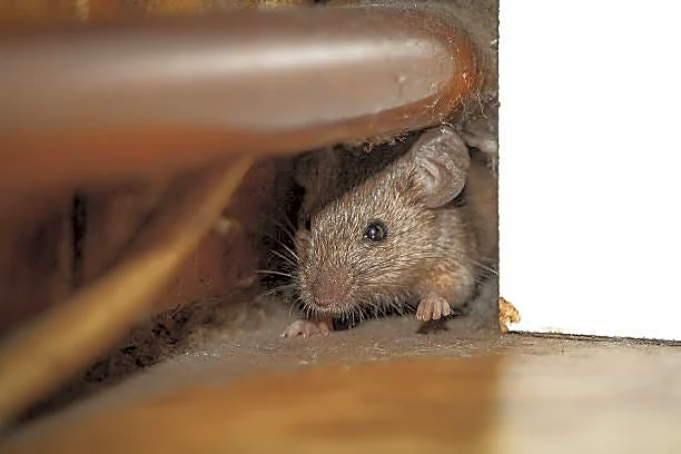 The best mouse traps for your home, according to pros