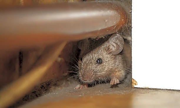 The best mouse traps for your home, according to pros