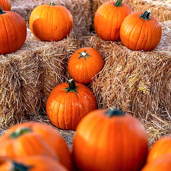 Popular California pumpkin patch closes amid E. coli investigation