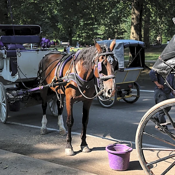 Horse-drawn carriage bans are growing. Which cities still allow them?