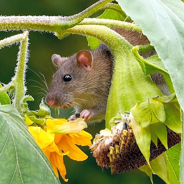 Orkin has named the rattiest cities in America. See the list