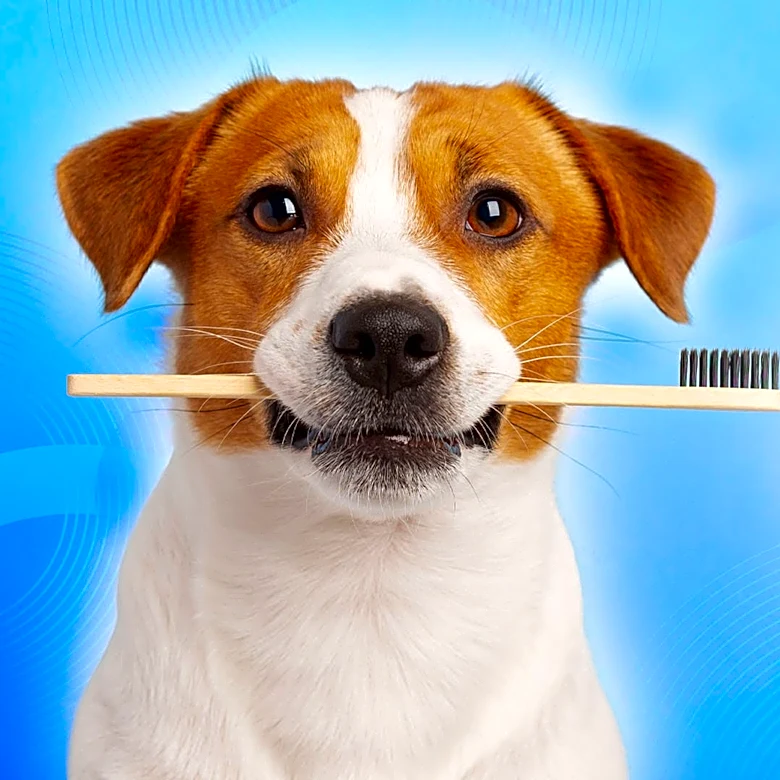 The best pet care products of 2026, picked by USA TODAY journalists