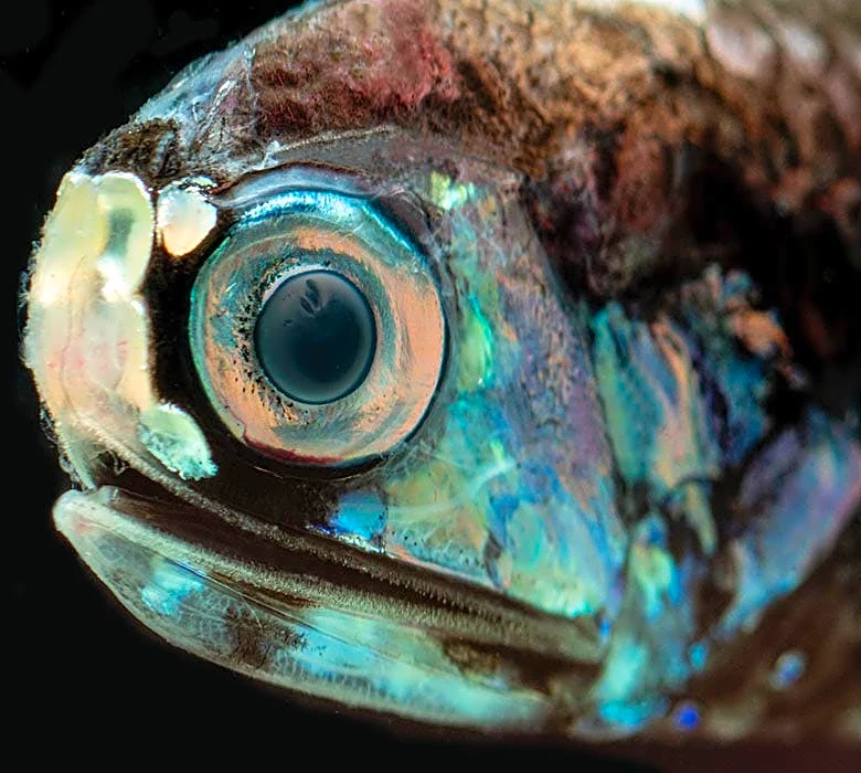 Dramatic decline in Gulf sea life followed Deepwater Horizon disaster