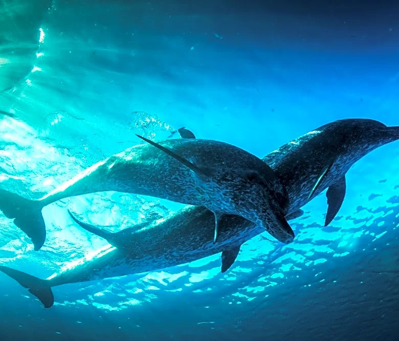 PBS, BBC Set New ‘Nova’ Evolution Science Series Tracing ‘The Epic Journey of Life’ (EXCLUSIVE)