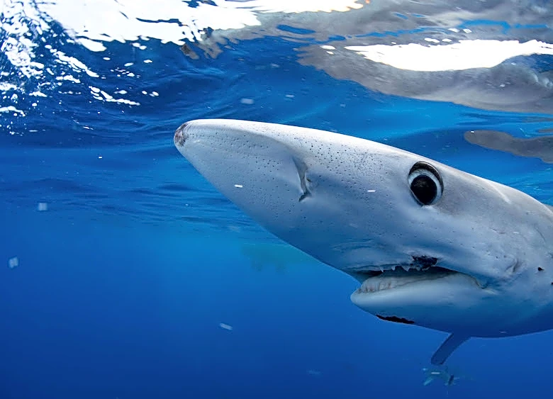 How to Stream Shark Week Live Online Without Cable