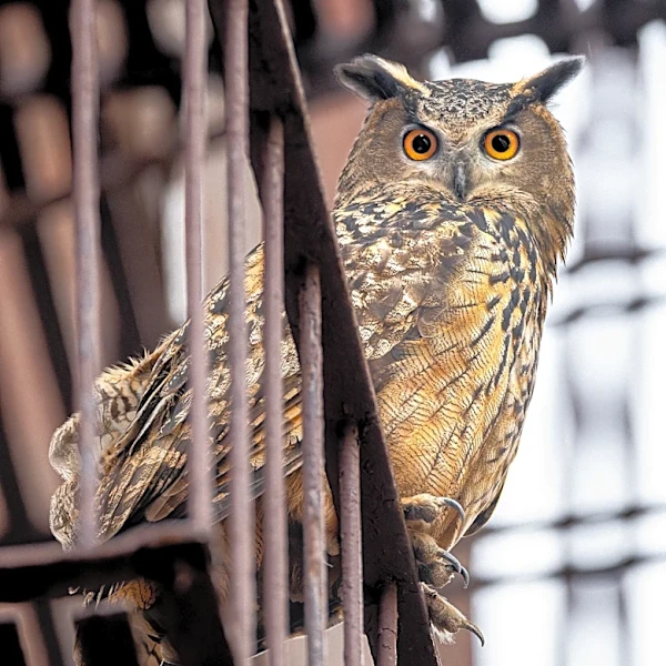 ‘Wild Inside’ Review: The Story of the Central Park Owl Becomes a Moving and Haunting Documentary