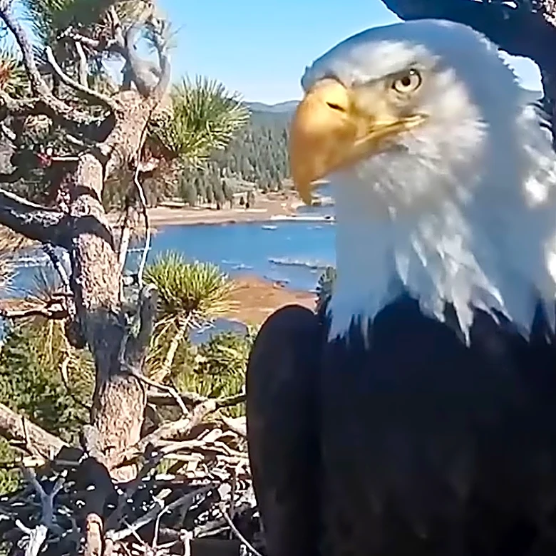 Fans Remember Jackie the Eagle, Who Became a Social Media Star Worldwide: ‘Regal, Fierce, Deeply Devoted’