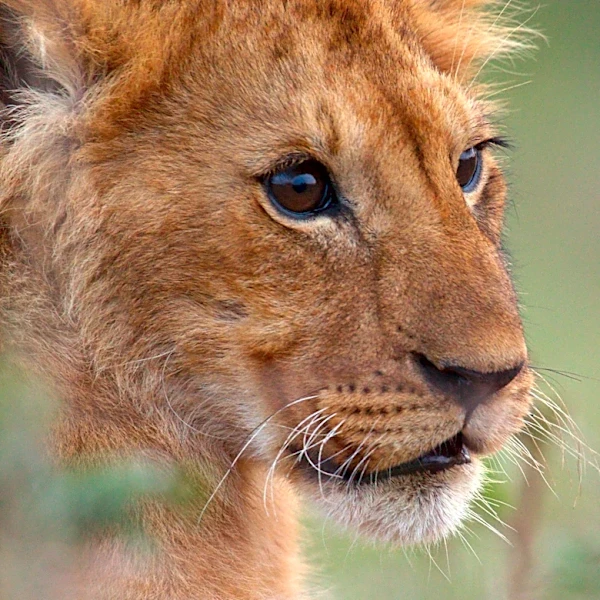 Jon Favreau on His First Documentary, National Geographic’s ‘Lion’: Not Knowing Whether the Lead Character Would Survive Was ‘Harrowing’
