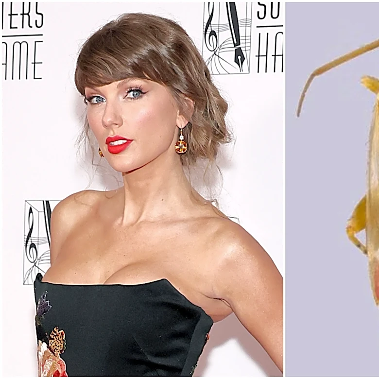 Newly Discovered Plant-Eating Insects Named After Taylor Swift