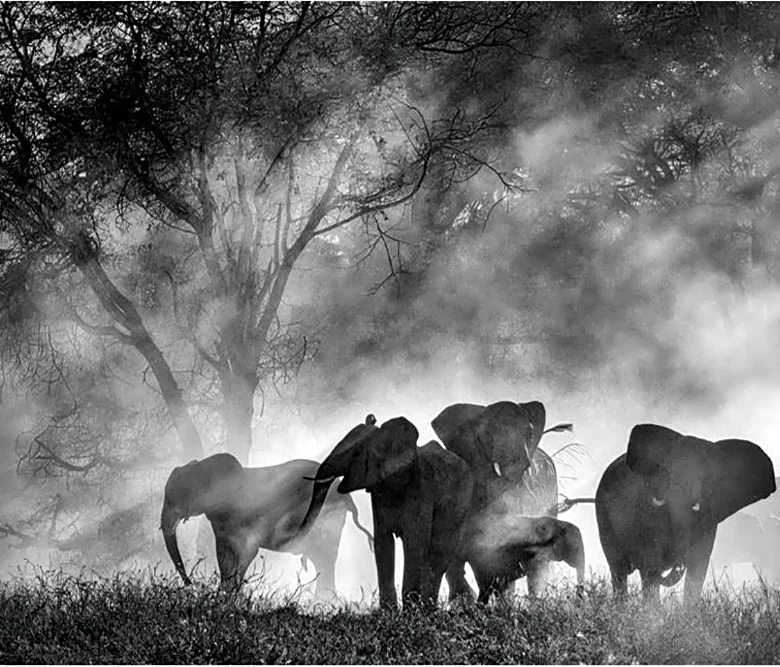 Werner Herzog’s ‘Ghost Elephants’ Lands Home Entertainment Deal With Buffalo 8 (EXCLUSIVE)