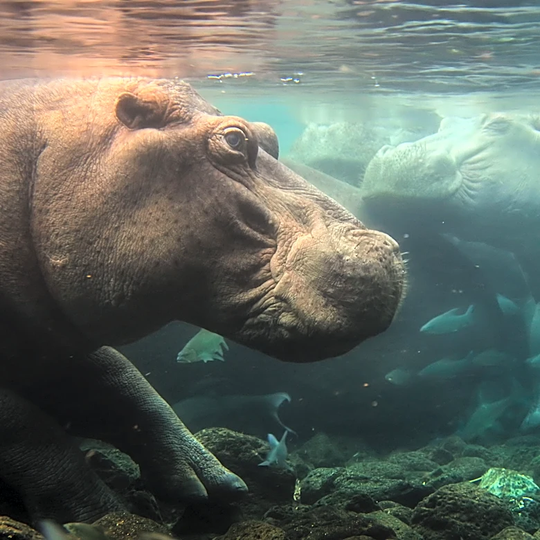 Nat Geo Kicks Off New Multi-Year Doc Franchise With ‘Africa Earth’s Wild Home’