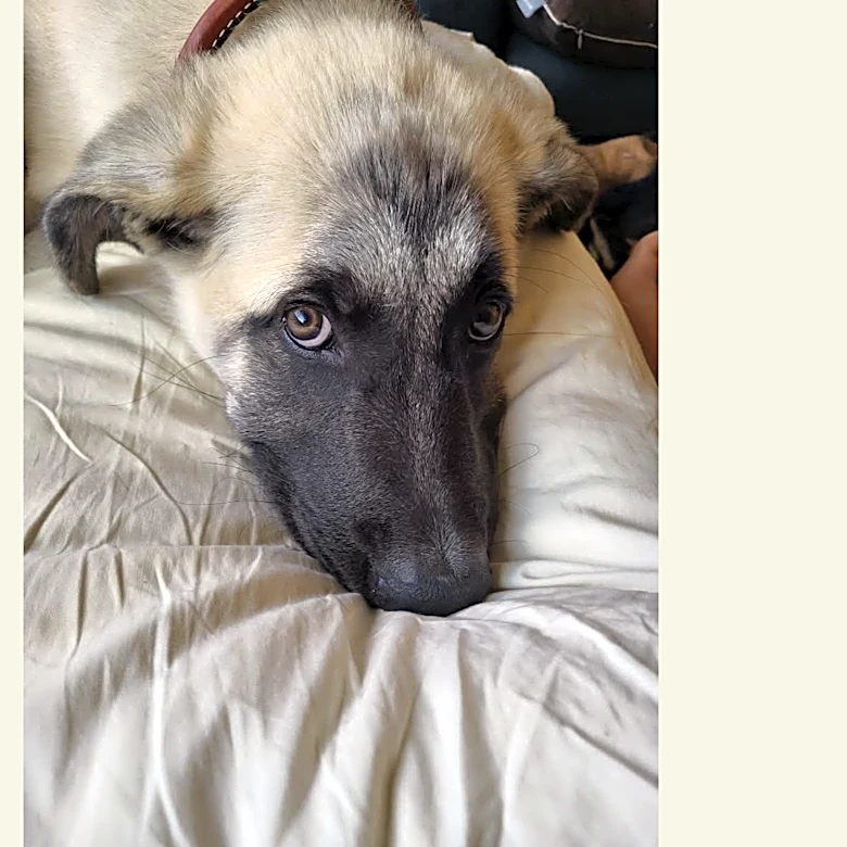 Ventura County Animal Services schedules euthanasia for Bruce the dog