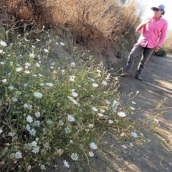 Changes on the way for popular Ventura preserve. Here's what to expect