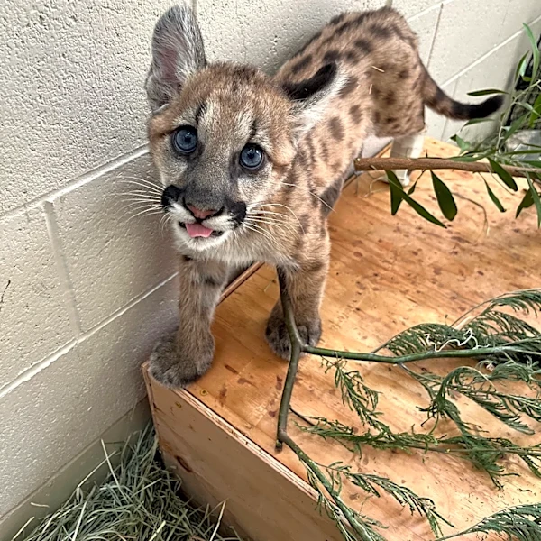 Mountain lion kitten abandoned in Thousand Oaks undergoes amputation