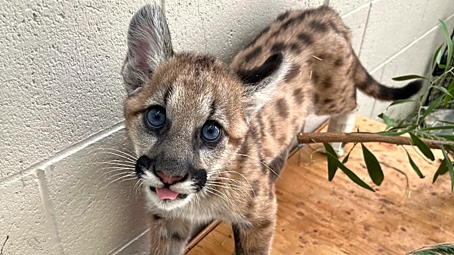 Mountain lion kitten abandoned in Thousand Oaks undergoes amputation