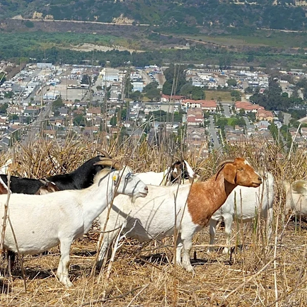 Hundreds of goats spotted on hills above Ventura. Here's why