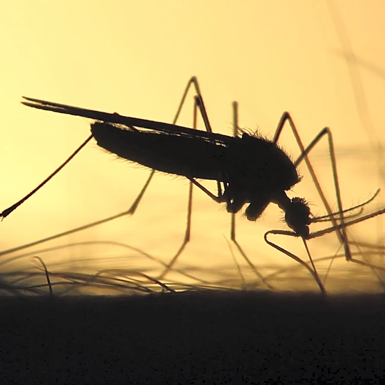 More birds infected with West Nile virus found in Ventura, Camarillo