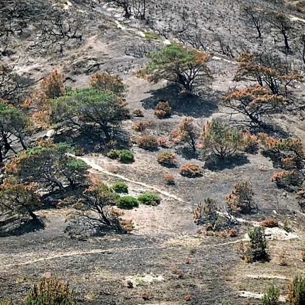 Santa Rosa's rare Torrey pines face steep odds after fire, report says