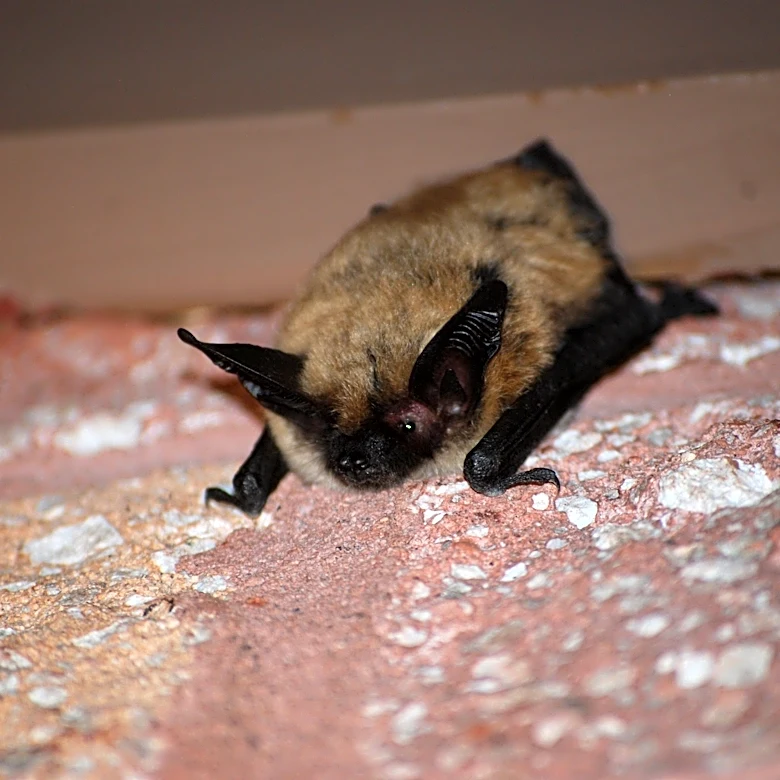 More Ventura County bats are testing positive for rabies