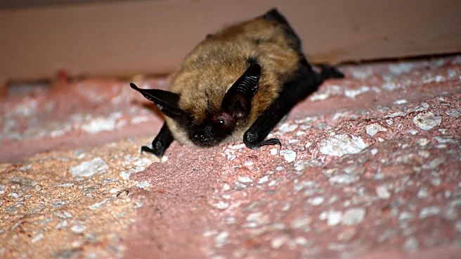 More Ventura County bats are testing positive for rabies