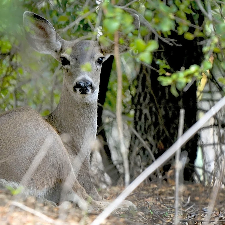 Deer to be tracked via GPS, monitors as 101 wildlife crossing opens