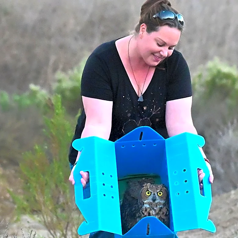 Owl rescued from Ventura's Cemetery Park released into the wild