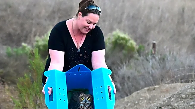 Owl rescued from Ventura's Cemetery Park released into the wild