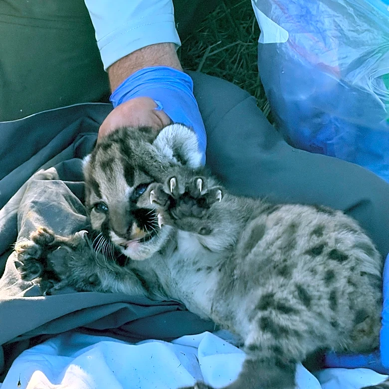 Researchers discover litter of mountain lion kittens in Simi Hills