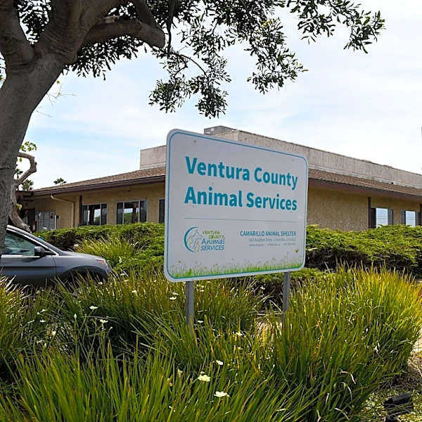Check candidates' stances on animals, Simi endorsement | Letters
