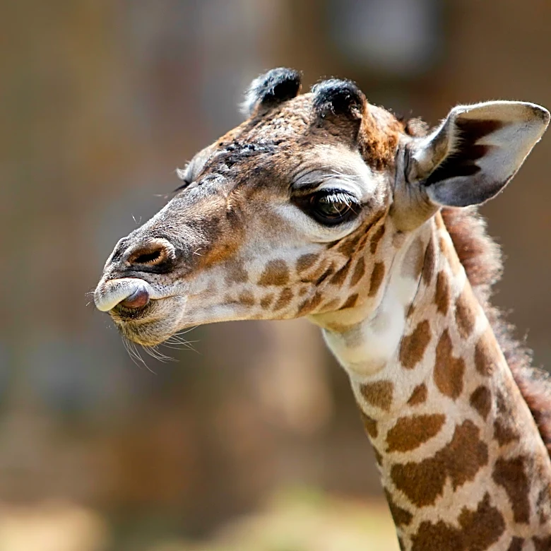 There’s an escaped giraffe on the run in Texas. Why was she there at all?