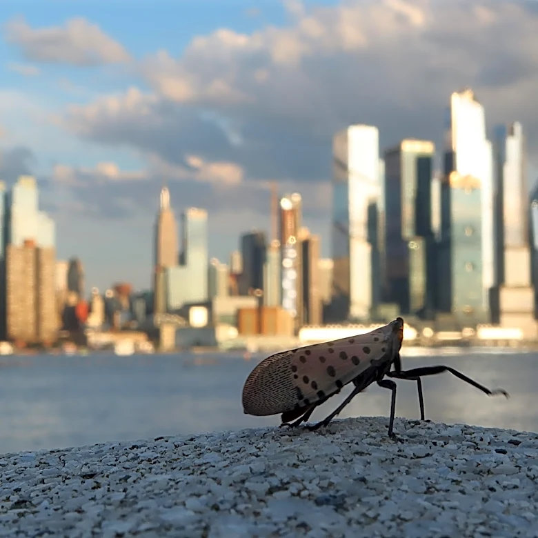 The lanternflies are here. Is it okay to stomp them?