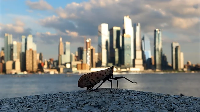 The lanternflies are here. Is it okay to stomp them?