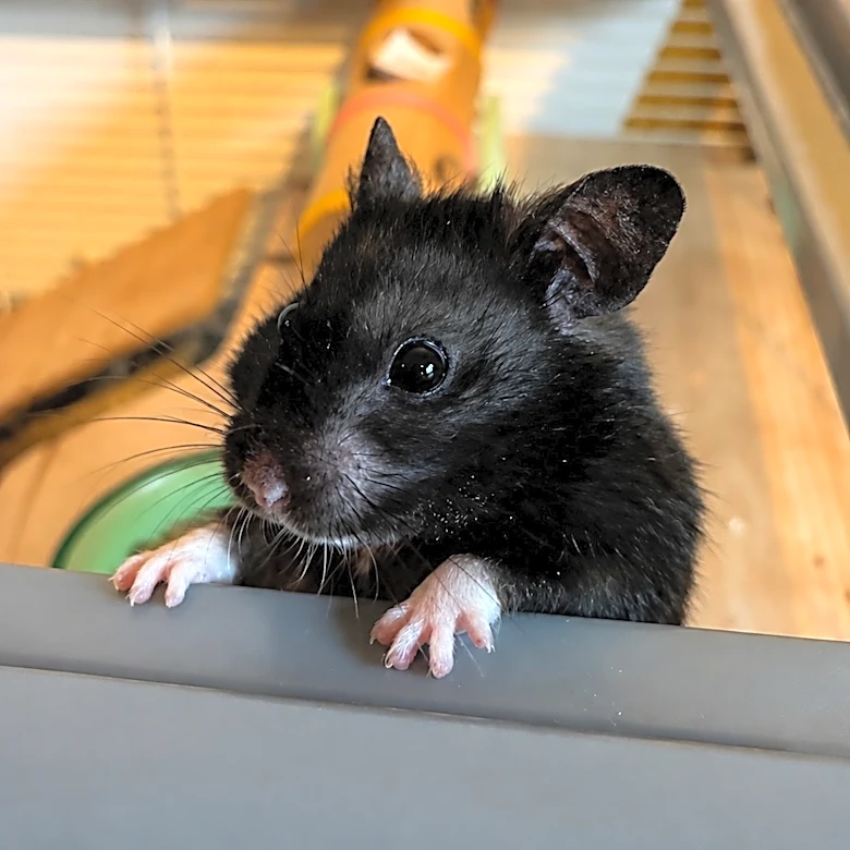 This influencer runs 6 miles every night. He’s also a hamster.