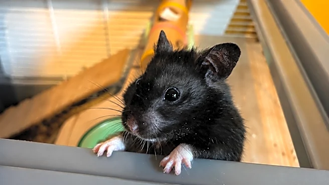 This influencer runs 6 miles every night. He’s also a hamster.