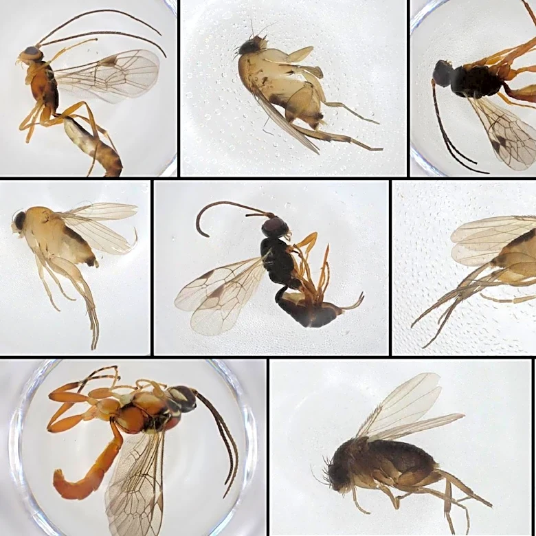 We think we just discovered some new species living in New York City