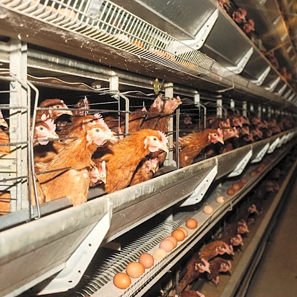 Cage-free eggs are likely worse for the climate. The answer isn’t to switch back to caged ones.