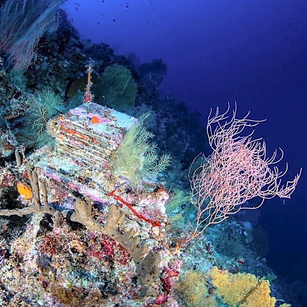 Inside a quest to learn about the ocean’s mysterious “deep reefs”