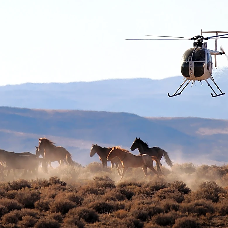 The US beef industry wants America to slaughter wild horses for meat