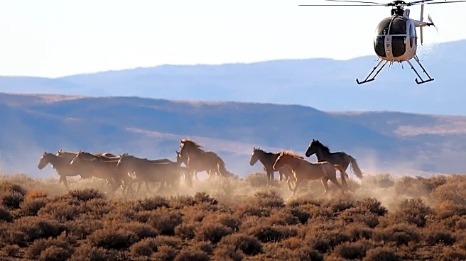 The US beef industry wants America to slaughter wild horses for meat