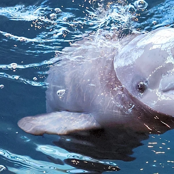 Four beluga whales just died at one of America’s top-rated aquariums