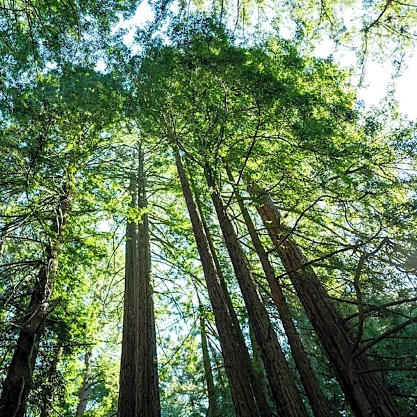 Redwoods are natural magic kingdoms. Extreme heat is breaking their spell.