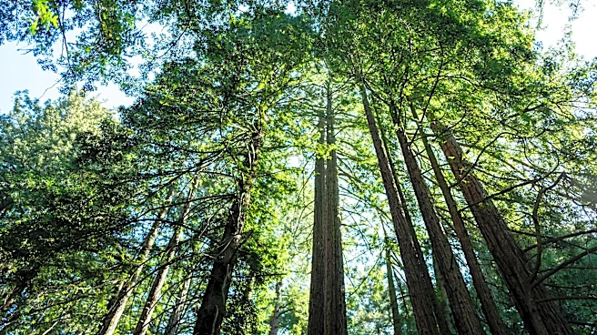 Redwoods are natural magic kingdoms. Extreme heat is breaking their spell.