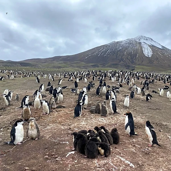 Antarctica’s penguins are sending us a distress signal
