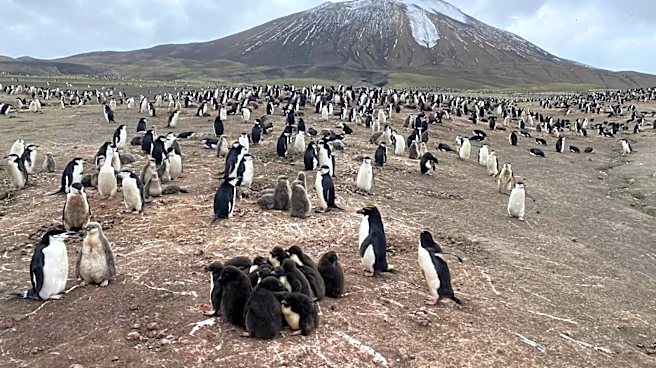 Antarctica’s penguins are sending us a distress signal